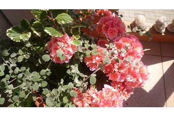 Slovacia Chata Liptovská Kokava, Exteriorul